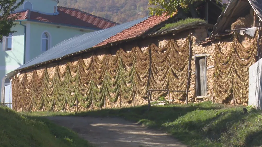 Paguhen subvencionet për duhan, 22 milionë euro për kultivuesit e duhanit