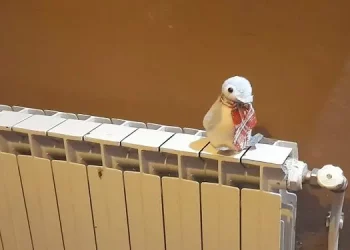 Qeveria e vazhdoi afatin për ekzistimin e gjendjes së krizës me ngrohjen qendrore deri më 30 prill